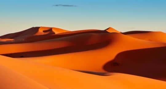 How do animals adapt to live in the Sahara?
