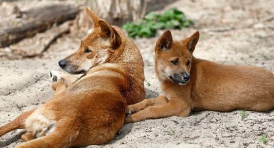 Which came first—the dog or the dingo genome? DNA analysis may provide an answer